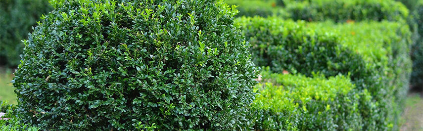 Shrubs and Hedges
